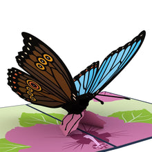 Load image into Gallery viewer, Blue Morpho Butterfly